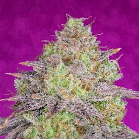 Shiskaberry > Pure Instinto